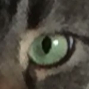 Meet your Posher, Dawn